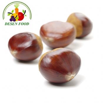 Fresh Chestnut
