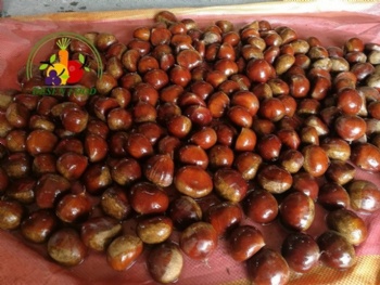 Fresh Chestnut