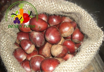 Fresh Chestnut
