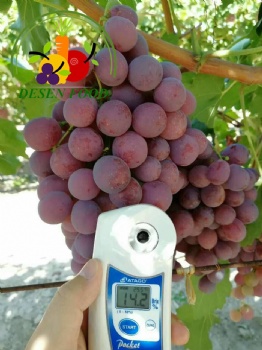 Fresh Grape