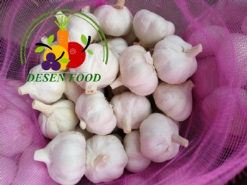 Pure white garlic