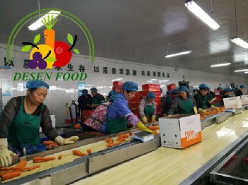 Carrot Factory