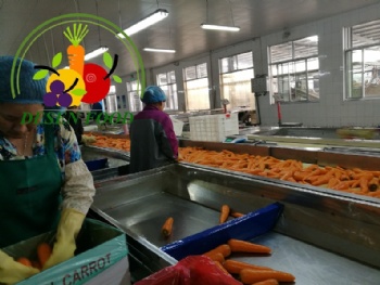Carrot Factory