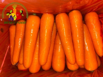 Fresh Carrot